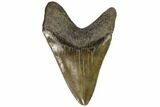 Serrated, Fossil Megalodon Tooth - Georgia #107271-2